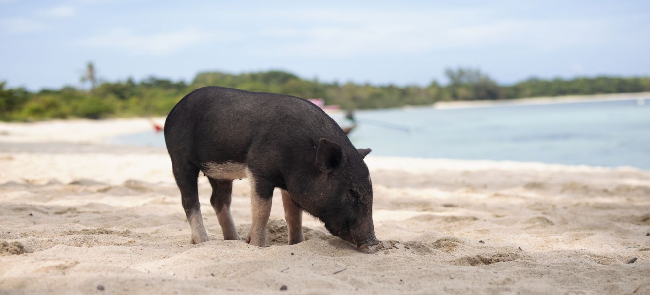 The Bahamas_image_11