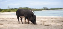 The Bahamas_image_11