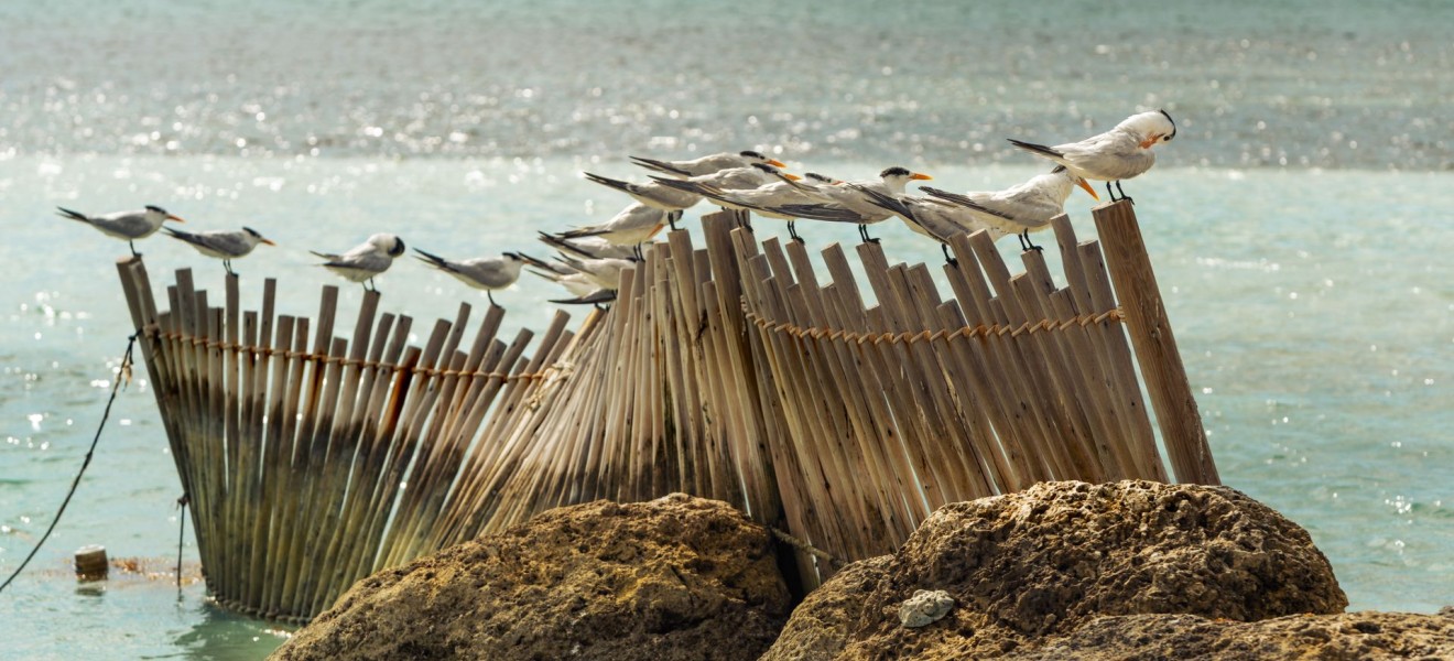 The Bahamas_image_13