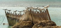 The Bahamas_image_13