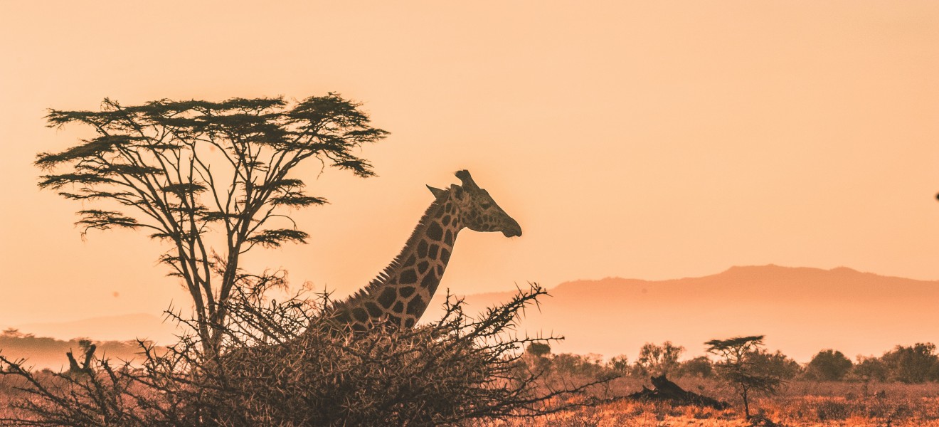 Kenya_image_17