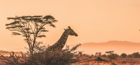 Kenya_image_17