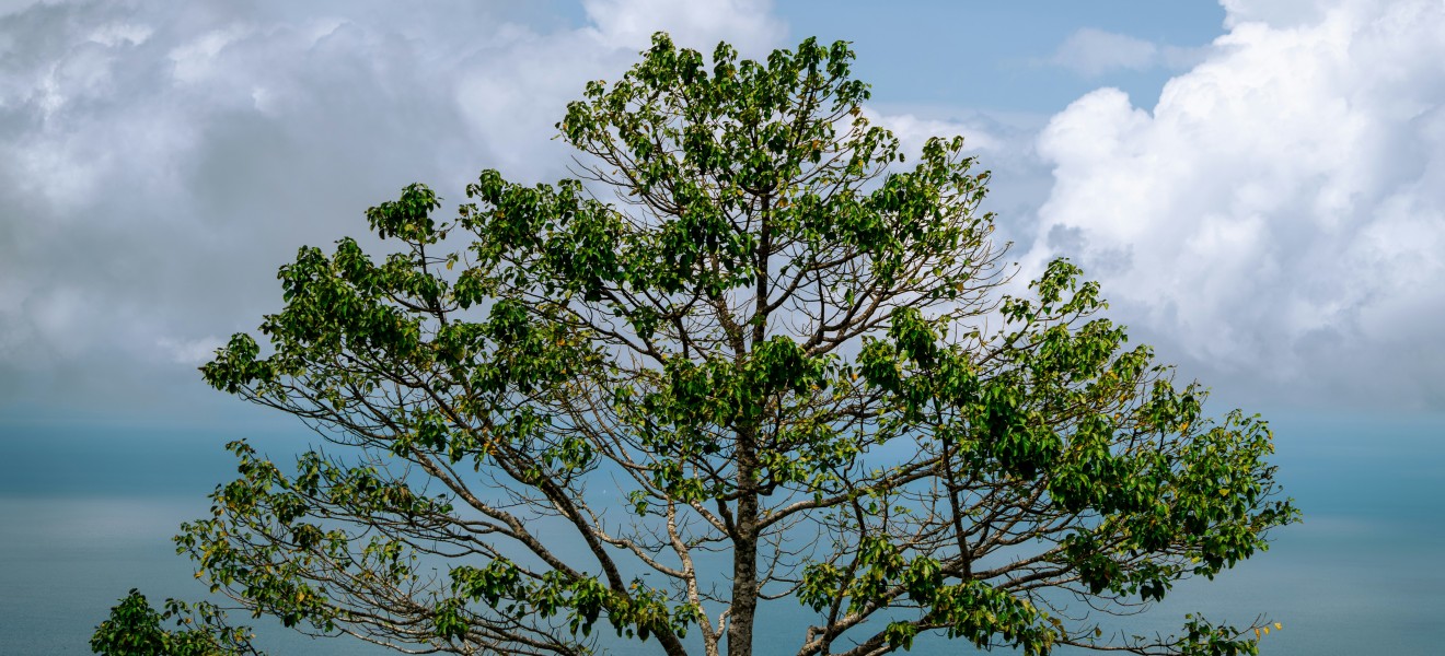 Malaysia_image_17