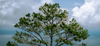 Malaysia_image_17