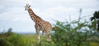 Uganda_image_3