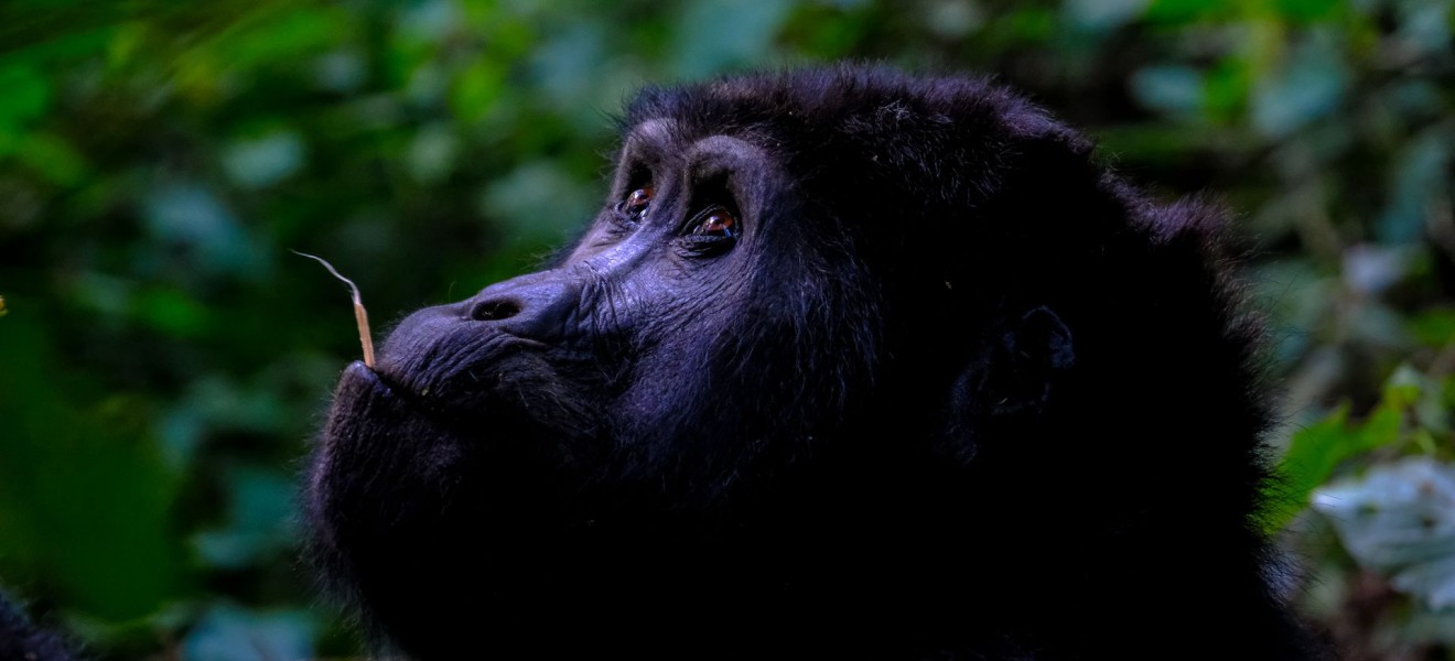 Uganda_image_11