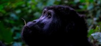 Uganda_image_11